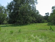 OSSABAW